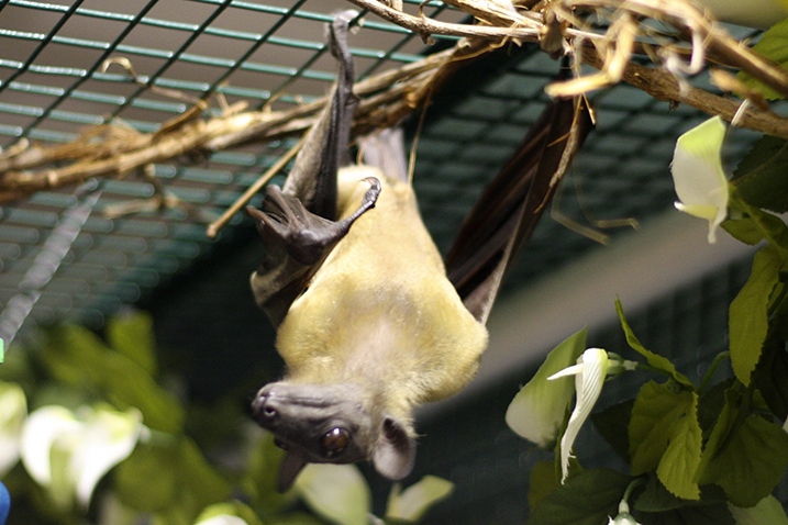 bat hanging from the top of a cage with foliage