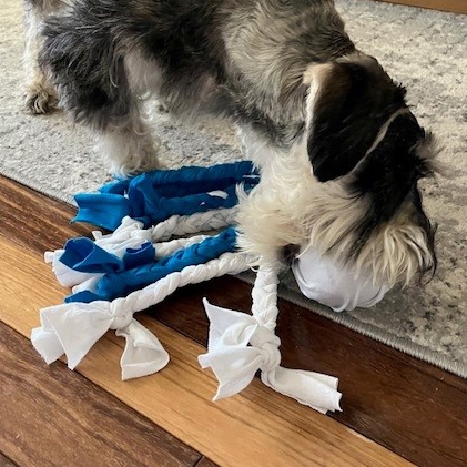 Photo of a dog playing with a rope toy